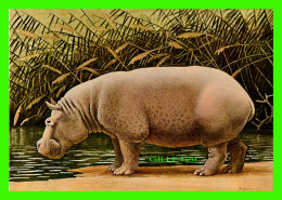 HIPPOPOTAMUS, FLUSSPFERD, HIPPOPOTAME - HIPPOPOTAMUS AMPHIBIUS - MAMMIFÈRES, ONGULÉS - P BARRUEL - N. BOUBÉE ET CIE - - Nijlpaarden