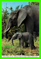 AFRICAN ELEPHANT AND CALF - LOXODONATA AFRICANUS - JOHN HINDE ORIGINAL No 2AF 83 - - Éléphants