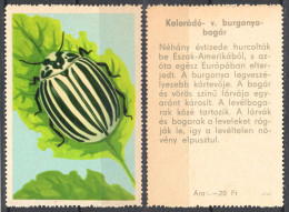 Colorado Potato Beetle Agriculture Insects Insect HUNGARY 1960 Offset PRESS Poster LABEL CINDERELLA VIGNETTE - Agriculture