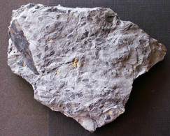 Fossiles  Sphenophyllum Emarginatum Plante Du Carbonifère Carboniferous Plant - Fósiles
