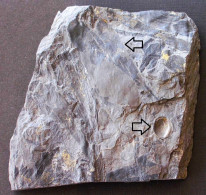 Fossiles Cordaites Principalis + Graine Plante Du Carbonifère Carboniferous Plant - Fossilien