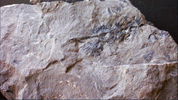 Fossiles Cingularia Typica Plante Du Carbonifère Carboniferous Plant - Fossielen