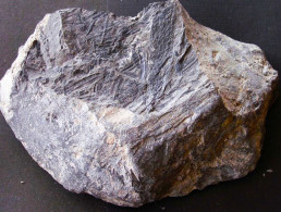 Fossiles  Lépidostrobus Plante Du Carbonifère Carboniferous Plant - Fósiles