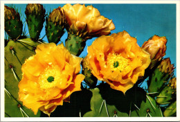 Prickly Pear Cactus Blossoms - Cactusses