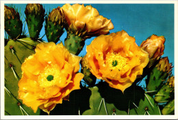 Prickly Pear Cactus Blossoms - Cactussen