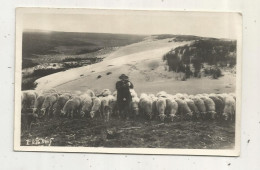 JC, Cp, Agriculture , élevage, MOUTONS Sur Les Dunes , Au Soleil Des LANDES , Ed. E. Vignes - Breeding