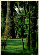 South Carolina Hilton Head Island Six Week Old Egrets In Their Nest 1994 - Hilton Head