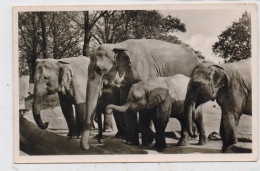 2000 HAMBURG - STELLINGEN, Hagenbecks Tierpark / Zoo, Elefanten - Freianlage - Stellingen