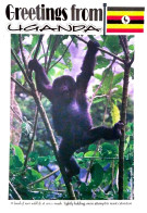 Uganda Postcard Sold By Post Office Gorilla Baby Unused - Uganda