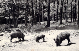 BELGIQUE - FLORENVILLE - Sangliers Dans Nos Forets - Carte Postale Ancienne - Altri & Non Classificati