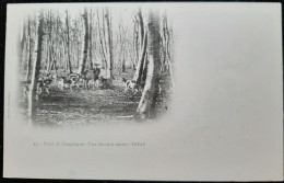 Chasse à Courre  -  Foret De Compiègne - Une Chasse à Courre - Hallali - Chasse