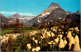 Montana Glacier National Park Flowers Bear Grass - Sonstige & Ohne Zuordnung