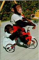 Florida MIami Monkey Jungle Chimpanzees Riding Tricycle Me And My Shadow - Miami