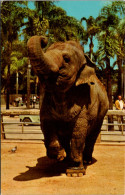 California San Diego Zoo Indian Elephant - San Diego