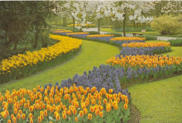 Keukenhof Lisse 2 Kaarten - Lisse