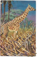 Animaux  -  Girafe - Jirafas