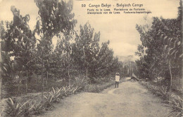 CONGO BELGE - Poste De La Lowa - Plantations De Funtumia - Carte Postale Ancienne - Congo Belge