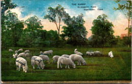 Connecticut Hartford Elizabeth Park The Sheep 1913 - Hartford