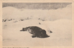 Young Labrador Whitecoat Seal On Ice, Newfoundland - Andere & Zonder Classificatie