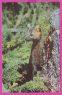 291559 / Russia Altai Nature Reserve - Animals The Sable (Martes Zibellina) Zibeline Zobel 1972 PC Photo A. Freudberg - Collections & Lots