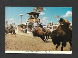 Calgary - Alberta - Calgary Exhibition & Stampede - Buffalo Riders Greatest Outdoor Show On Earth - Photo  Fred Kobsted - Calgary
