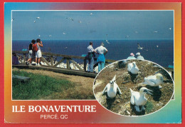 Percé - Observation Des Fous De Bassan Sur L'île Bonaventure - Observation Of The Gannets On Bonaventure Island - Oiseau - Percé