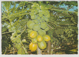 Australia QUEENSLAND QLD Pawpaw Tree Fruit Greetings From CAIRNS Murray Views W502 Postcard C1970s - Altri & Non Classificati