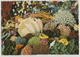 Australia QUEENSLAND QLD Clam Crayfish Coral GREAT BARRIER REEF Murray Views W363 Postcard C1970s - Mackay / Whitsundays