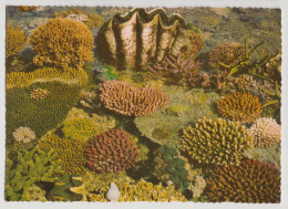 Australia QUEENSLAND QLD Clam Shells Corals GREAT BARRIER REEF Murray Views W352 Postcard C1970s - Far North Queensland