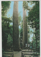 Australia QUEENSLAND QLD Tall Kauri Twin Trees LAKE BARRINE Atherton Tableland Murray Views W47B Postcard C1980s - Atherton Tablelands