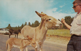 Donkey Feeding In Custer State Park South Dakota - Andere & Zonder Classificatie