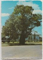 Australia QUEENSLAND QLD Bottle Tree TAMBO Murray Views W9 Postcard 1980s TAMBO Pmk - Altri & Non Classificati