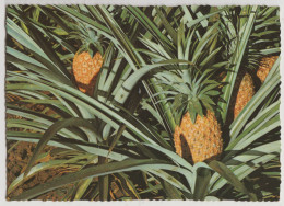 Australia QUEENSLAND QLD Pineapples Ready For Harvest Murray Views W541 Postcard C1970s - Other & Unclassified