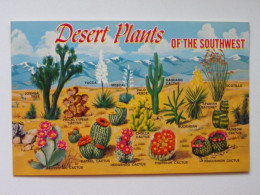 Cactus / Desert Plants Of The Southwest - Otros & Sin Clasificación