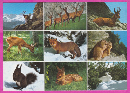 291628 / Animals Of The Alps - Goat Roe Deer Fox Squirrels White Rabbit Chamois Alpine Ibex Marmot PC Switzerland - Collections & Lots