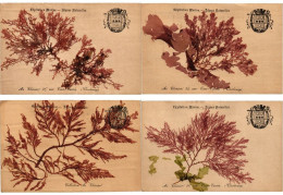 SEA PLANTS ALGUES NATURELLES, HANDMADE, FRANCE, 17 Vintage Postcards (L6230) - Verzamelingen & Kavels