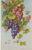 Illust. E. KLEIN . Grappes De RAISIN Rosé Et Noir (Edit. St F.Z. N°1161) - Klein, Catharina