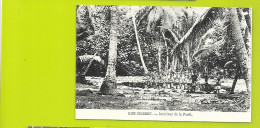 Intérieur De La Forêt Aux ILES GILBERT En Micronésie - Micronesia