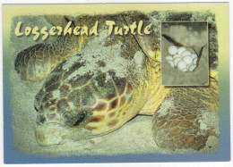 Loggerhead Turtle With Eggs  - (Florida - USA) - Tartarughe