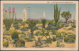 A Few Varieties Of Desert Cacti, 1939 - Western Publishing & Novelty Co Postcard - Sukkulenten