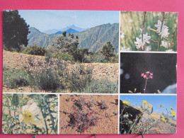 Visuel Pas Très Courant - Arabie Saoudite - Flowers Of The Asir - R/verso - Arabie Saoudite