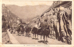 ALGERIE - Scènes Et Types - Caravane De Chameaux - Carte Postale Ancienne - Scenes