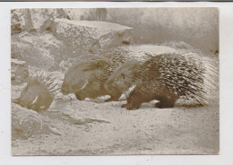 1000 BERLIN - FRIEDRICHSFELD, Tierpark Berlin (Zoo), Weissschwanztachelschweine - Hohenschönhausen