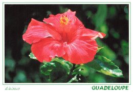 GUADELOUPE - HIBISCUS - Autres & Non Classés