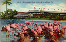 Florida Miami Flamingos And Nests At Hialeah Park 1944 Curteich - Miami