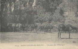 13 PORT SAINT LOUIS DU RHONE CHEVAUX AUX PATURAGES  CAMARGUE PROVENCE BOUCHES DU RHONE - Saint-Louis-du-Rhône