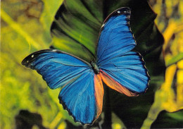 ANIMAUX - PAPILLON DES TROPIQUES - MORPHO MENELEUS - Papillons