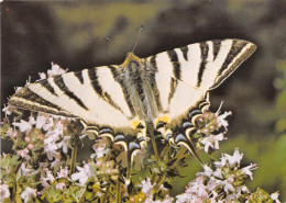 ANIMAUX - PAPILLON - IPHICLIDES PODALIRIUS - LE FLAMBE - EDITION CREDIT AGRICOLE DE LA DROME - Papillons