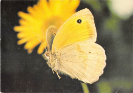 ANIMAUX - PAPILLON - MANIOLA JURTINA, LE MYRTIL - EDITION CREDIT AGRICOLE DE LA DROME - Papillons
