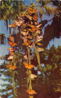 ANIMAUX - PAPILLON - MONARCH BUTTERFLIES - Papillons